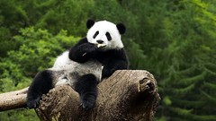 Nature Animals wildlife panda bears