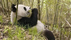 Nature Animals wildlife panda bears
