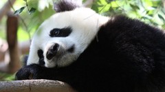 Nature Animals wildlife panda bears