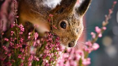 Nature Animals wildlife squirrels