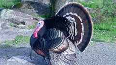 Nature Animals wildlife Turkey bird