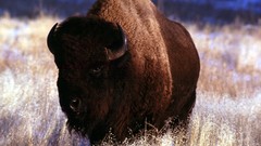 Nature Animals wind Bull caves national park bison