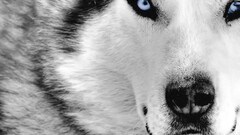 nature Animals wolf selective coloring