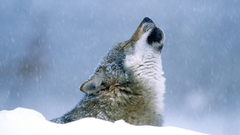 Nature Animals Wolves