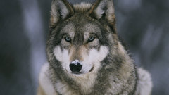 Nature Animals Wolves