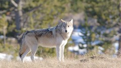 Nature Animals Wolves