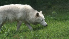 Nature Animals Wolves