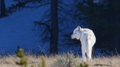 Nature Animals Wolves