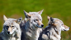 Nature Animals Wolves