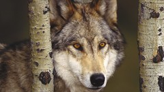 Nature Animals Wolves