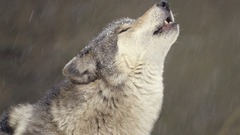 Nature Animals Wolves
