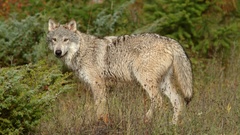 Nature Animals Wolves
