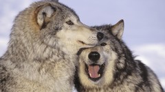 Nature Animals Wolves