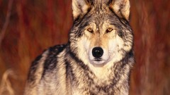 Nature Animals Wolves