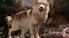 Nature Animals Wolves