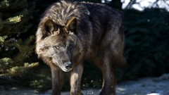 Nature Animals Wolves