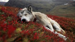 Nature Animals Wolves
