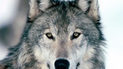 Nature Animals Wolves