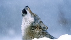 Nature Animals Wolves