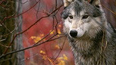 Nature Animals Wolves
