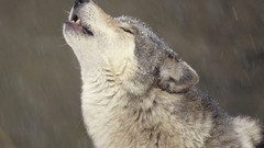 Nature Animals Wolves