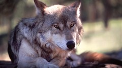 Nature Animals Wolves