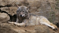 Nature Animals Wolves