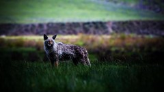 Nature Animals Wolves