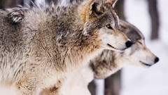 Nature Animals Wolves