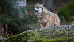 Nature Animals Wolves
