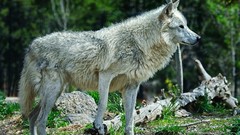 Nature Animals Wolves