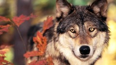 Nature Animals Wolves