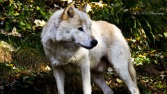 Nature Animals Wolves