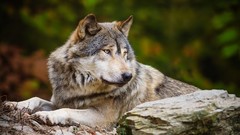 Nature Animals Wolves