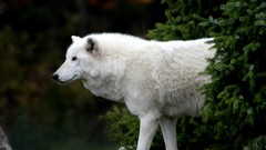 Nature Animals Wolves Arctic