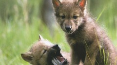 Nature Animals Wolves baby animals