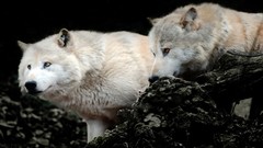 Nature Animals Wolves creatures