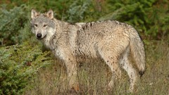 Nature Animals Wolves forests