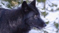 Nature Animals Wolves Melanism