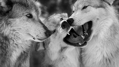 Nature Animals Wolves monochrome fun