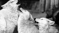 Nature Animals Wolves sad monochrome