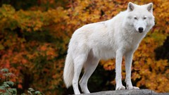Nature Animals Wolves White Wolf