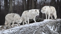 Nature Animals Wolves White Wolf