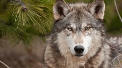 Nature Animals Wolves wildlife