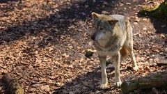 Nature Animals Wolves wildlife