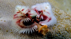Nature Animals worms Tree Worms