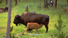 Nature Animals Wyoming bison