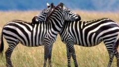 Nature Animals zebras