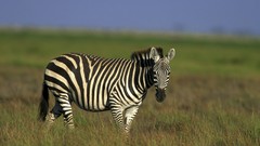 Nature Animals zebras