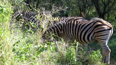 Nature Animals zebras